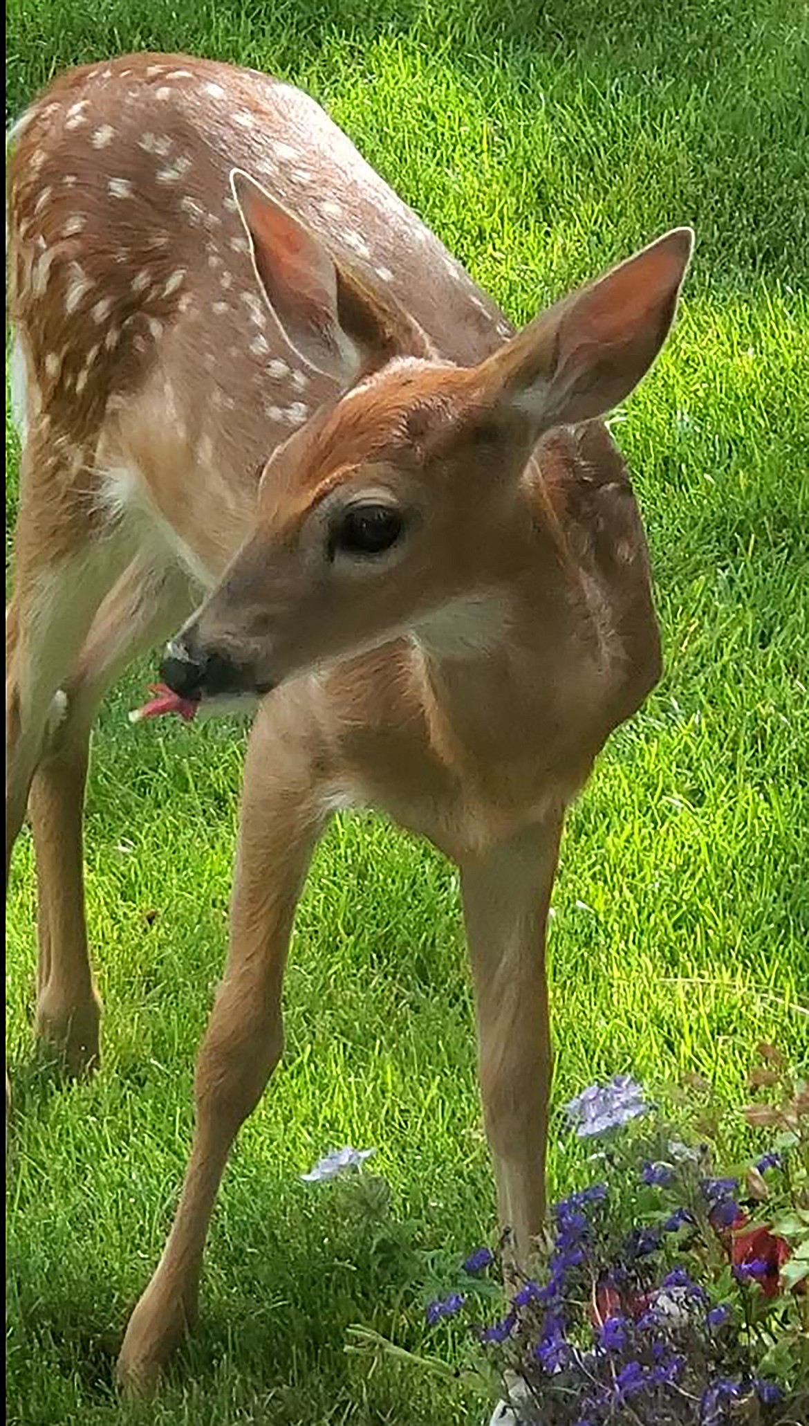 How long do fawns online keep their spots